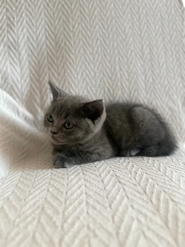 Котёнок Скоттиш Страйт 1