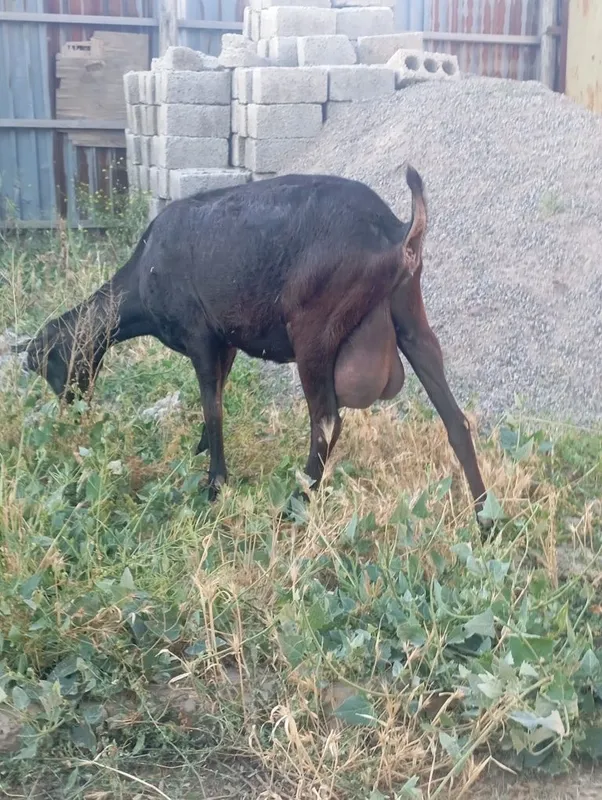 Echki sotiladi mursiyadan zodli echki 4 turishi 1 litr suti bor — фото 3