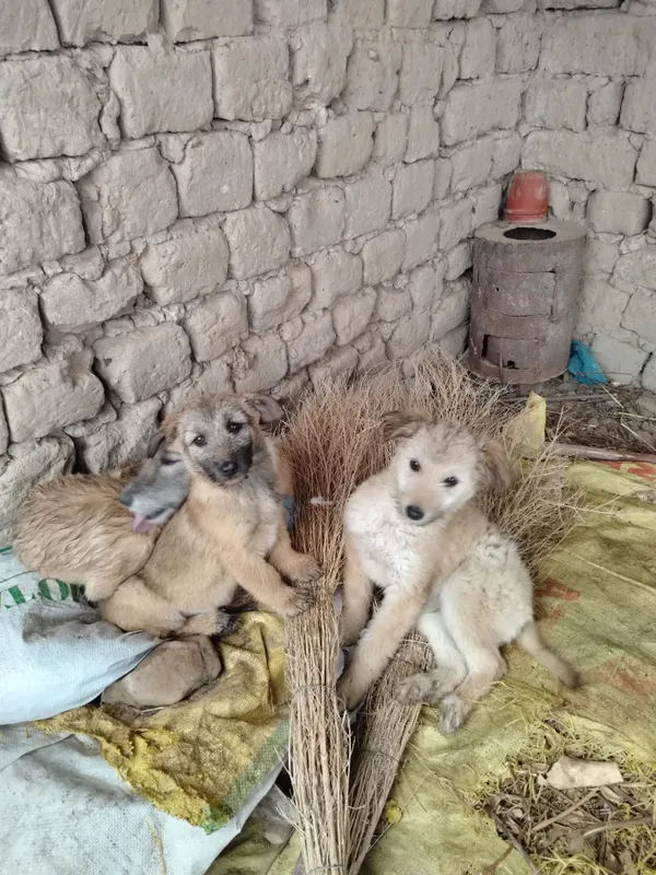Kafolat beraman yaxshi uy xayvoni — фото 2