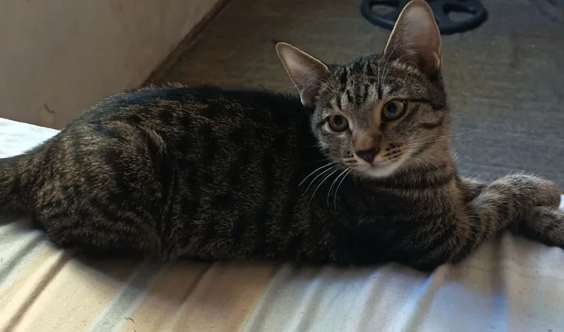 Отдам котят в добрые руки 2 Отдам котят в добрые руки 2