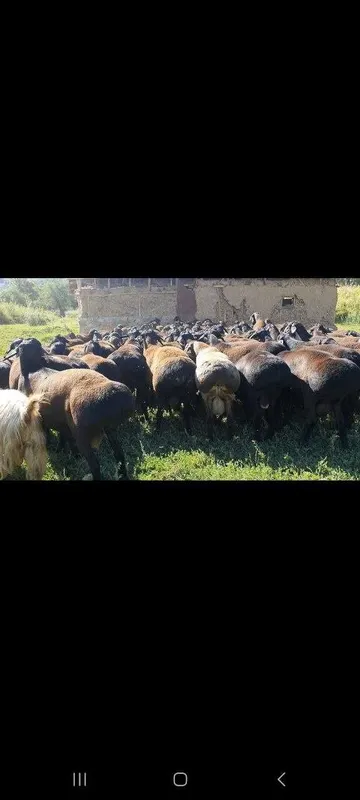 Ақиқа, эҳсон, қурбонлик. Қўчқор ва қўйлар сотилади.
