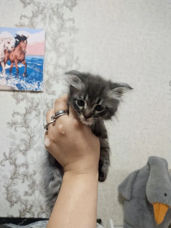 Отдам котят в добрые руки — фото 2