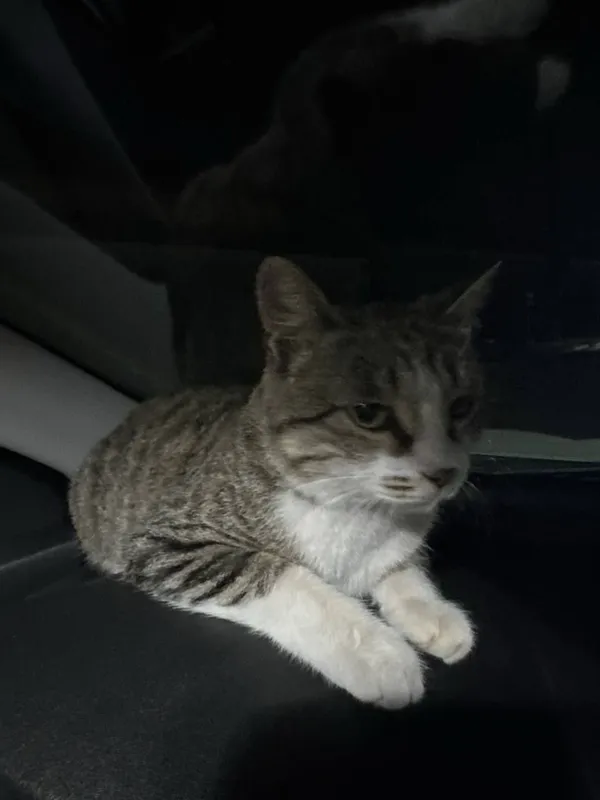 Котенка в добрые руки — фото 1