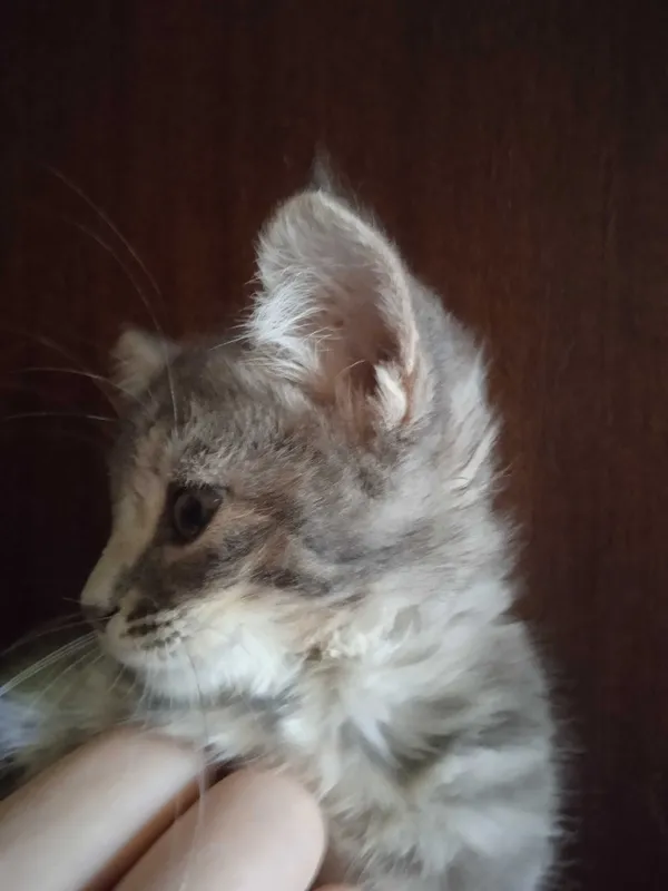 Пушистый серый котёнок девочка, 2 месяца. — фото 3 Пушистый серый котёнок девочка, 2 месяца. — фото 3