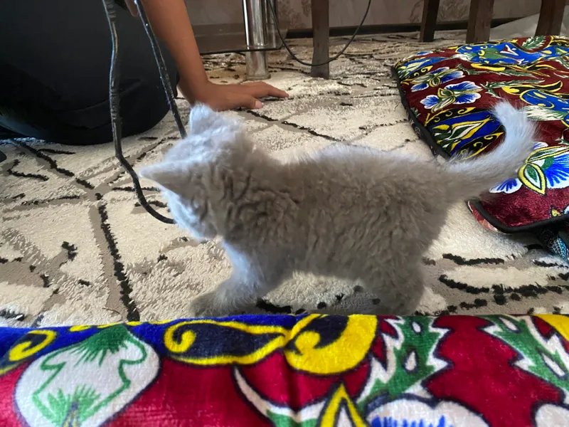 Британский кошка
