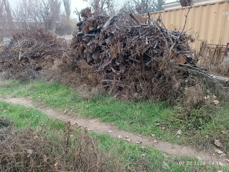 Утин (Дрова, Oʻtin) сотамиз, мевали дарахтларники. — фото 4