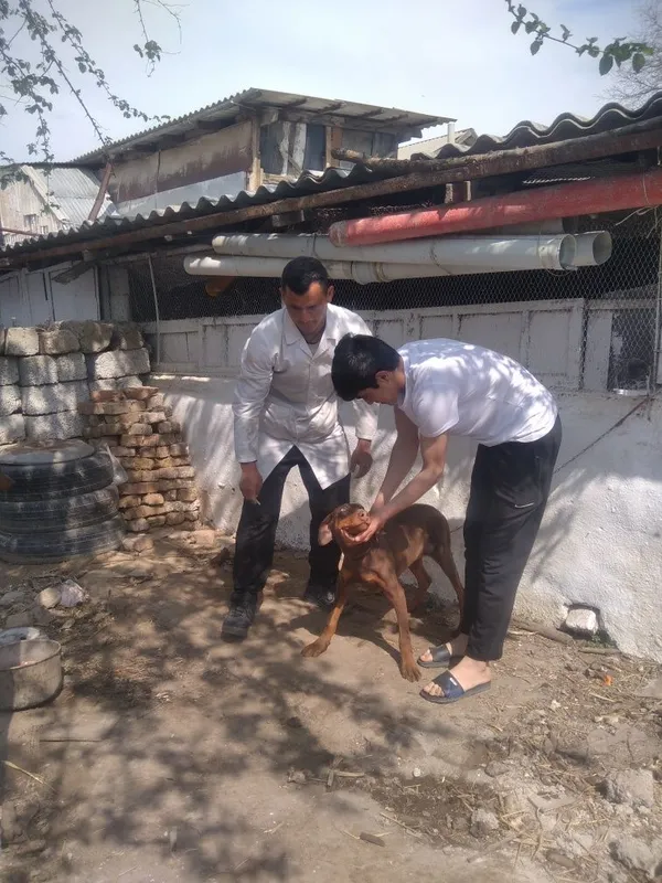 Qoʻy va echkilarni yungini olish va tuyoq kesish xizmatlari mavjud 8 Qoʻy va echkilarni yungini olish va tuyoq kesish xizmatlari mavjud 8