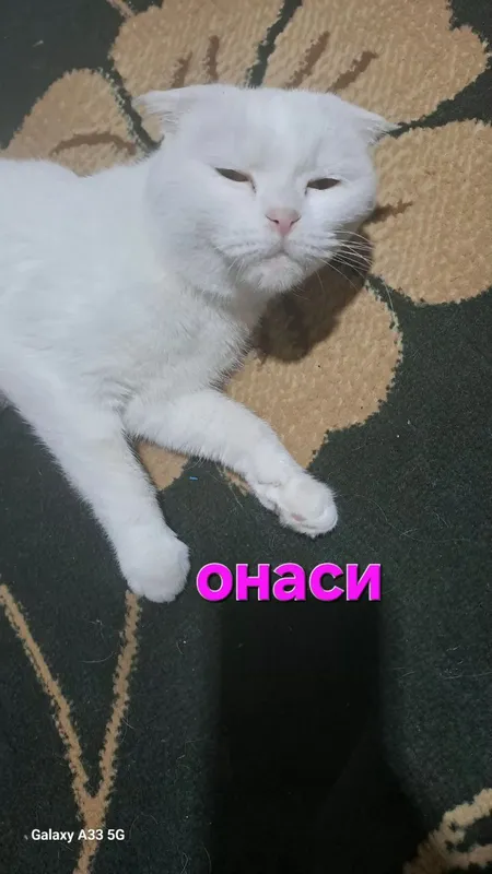 мушукчалар скоттиш фолд 3