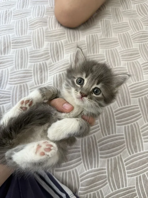 милейшие котята — фото 2
