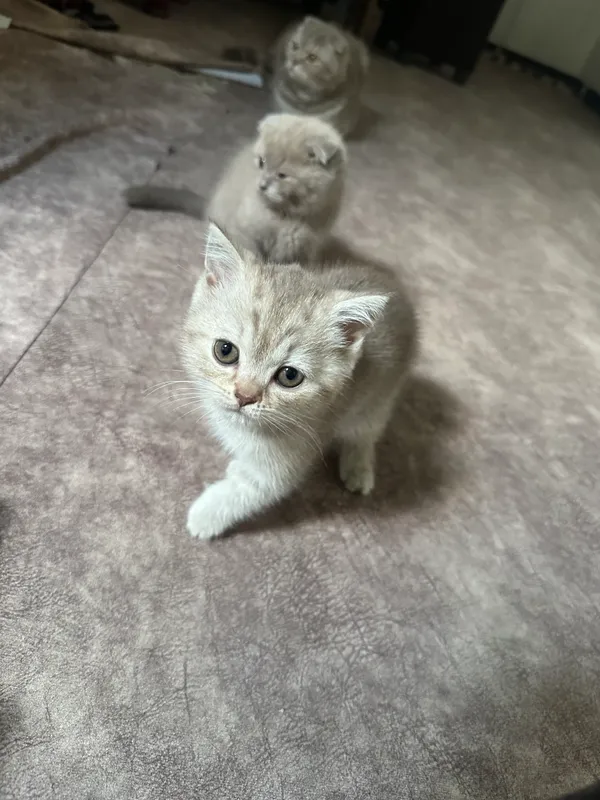 Котята