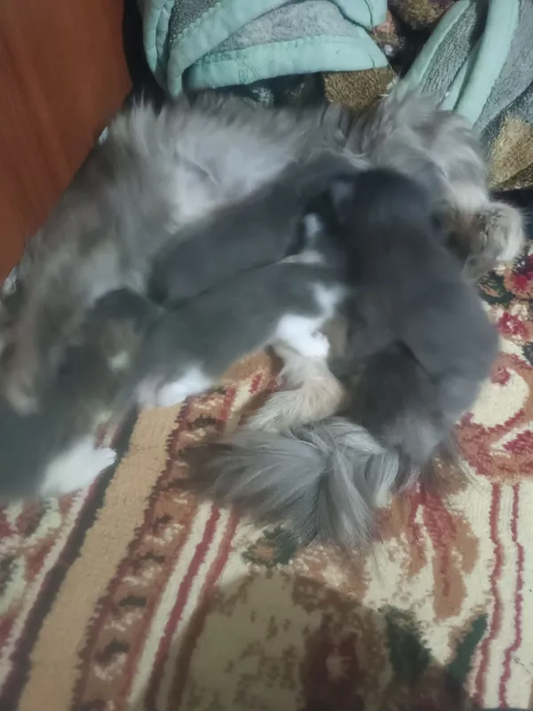 мушук болачалари сотилади — фото 1