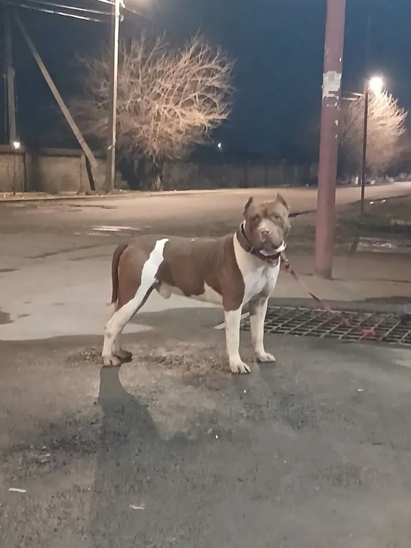 Pitbull Вйазка qoshish uchun — фото 6
