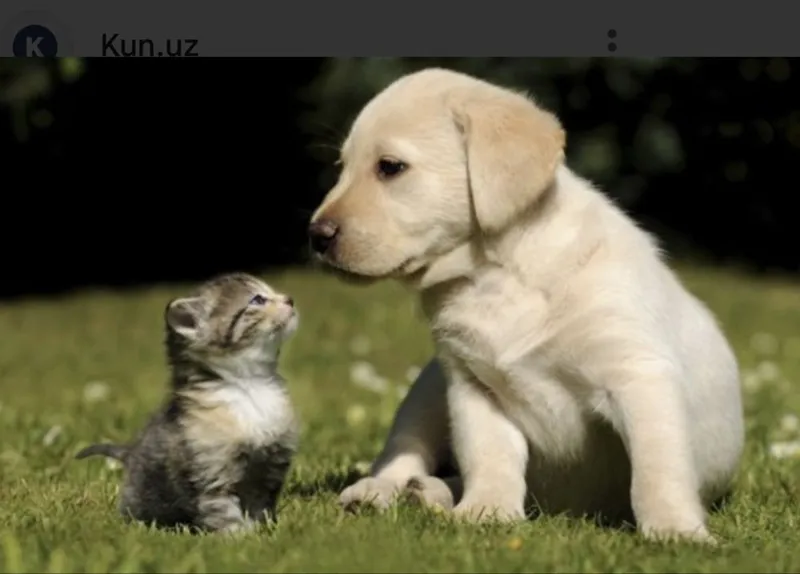Veterinariya xizmati-Ветеринар вызов на дом!!