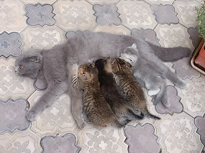 Шотландский скоттиш фолд 2