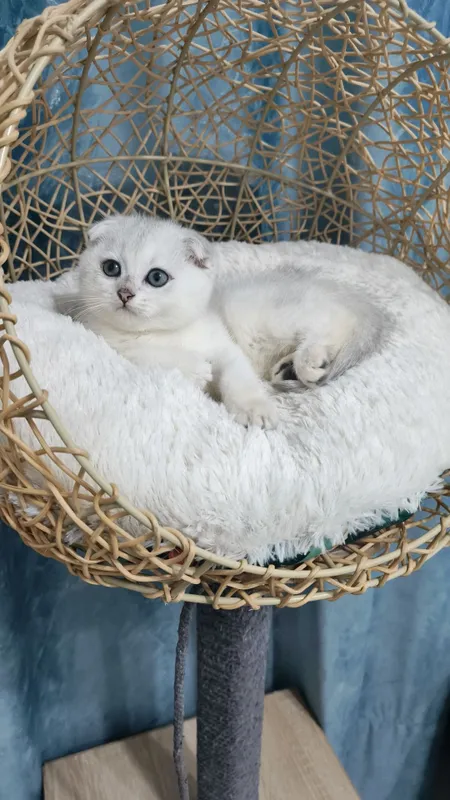 Продаётся чистокровная шотландская девочка скоттиш фолд — фото 1