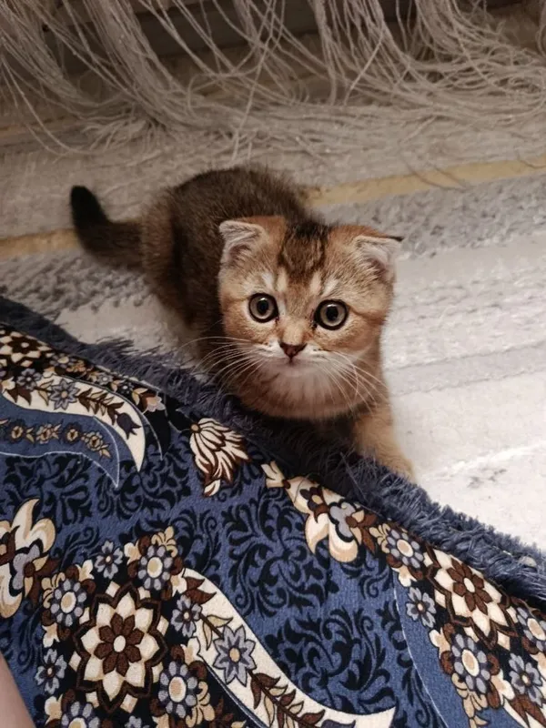 Веслоухая шиншилла