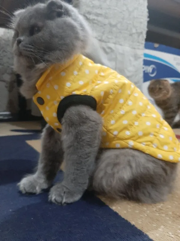 Скоттиш фолд ўғил — фото 1