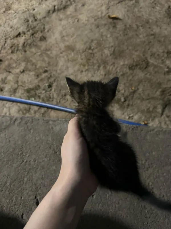 Mushuk bolasi TEKINGA 2 Mushuk bolasi TEKINGA 2