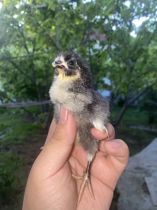 Qora shaxzoda joja lari qora shahzoda корашахзода жужа кора шахзода — фото 2