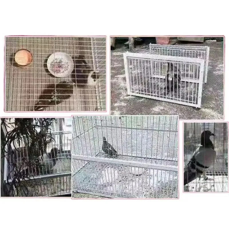 Складное ловушка клетка для птиц голуб — фото 1