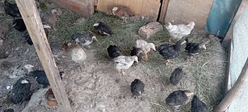 Продаются цыплята — фото 1