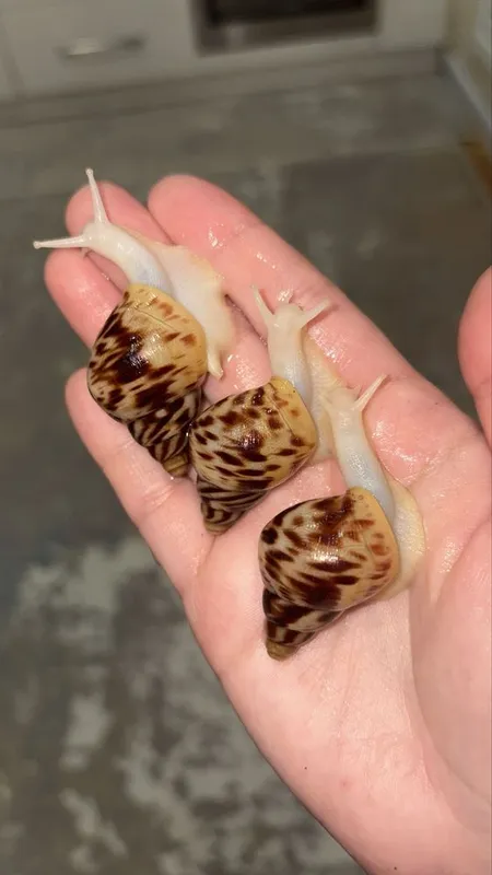 Retikulyata albinos 4-4,5 sm ideal