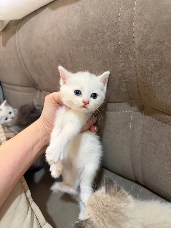 Котята породистые — фото 1