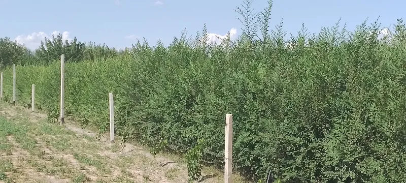 Гужум нихоли сотилади. 2 йиллик. 1 Гужум нихоли сотилади. 2 йиллик. 1