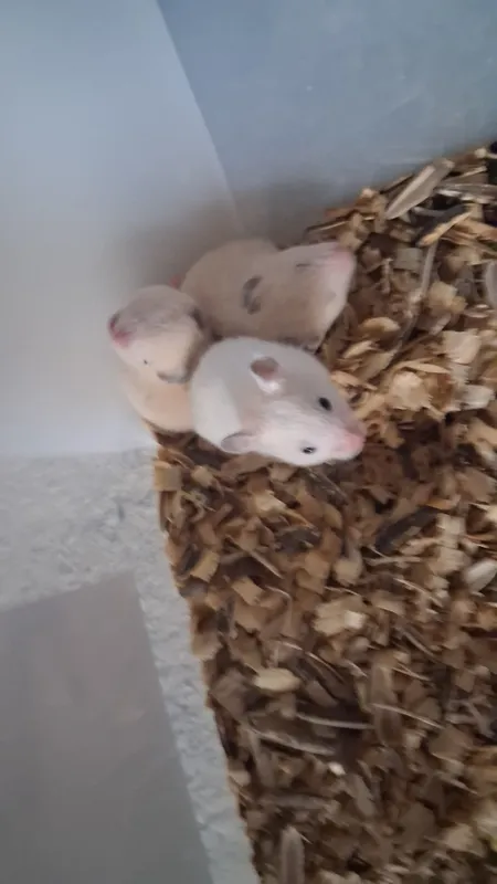 zamiak kemiruvchi 2 zamiak kemiruvchi 2