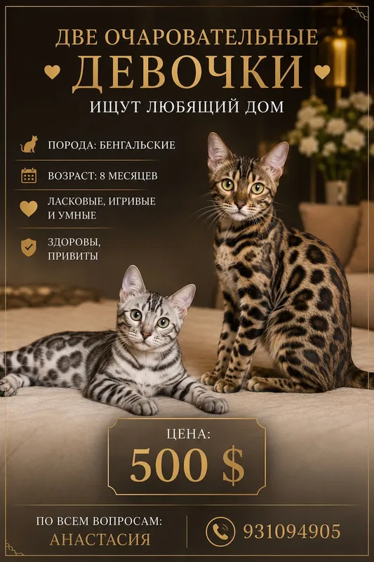срочно продаются кошки