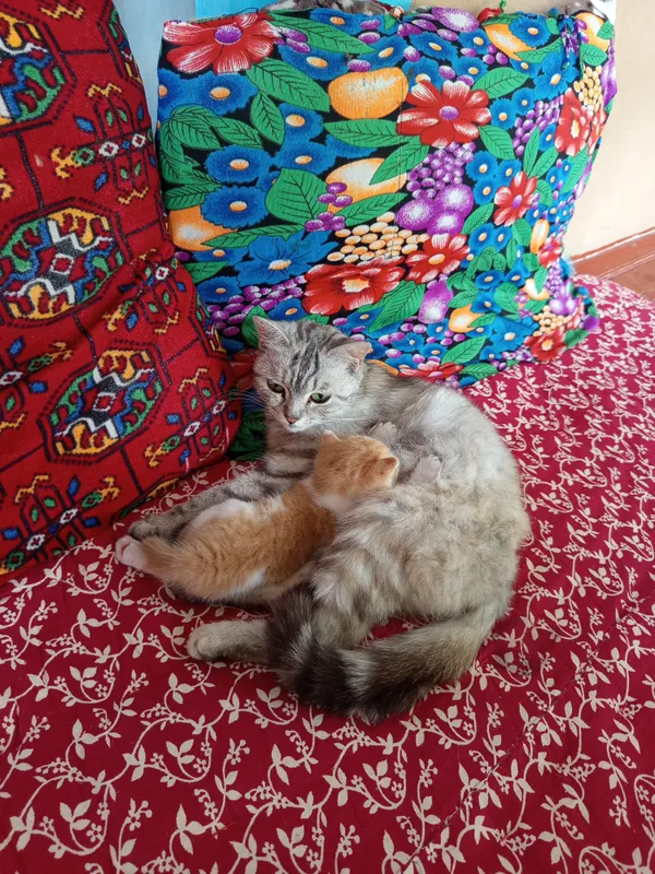 мама-кошка и котёнок, не дворовая кошка мама-кошка и котёнок, не дворовая кошка