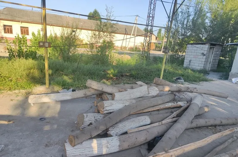 Брус, брус, тополь, древесина 3