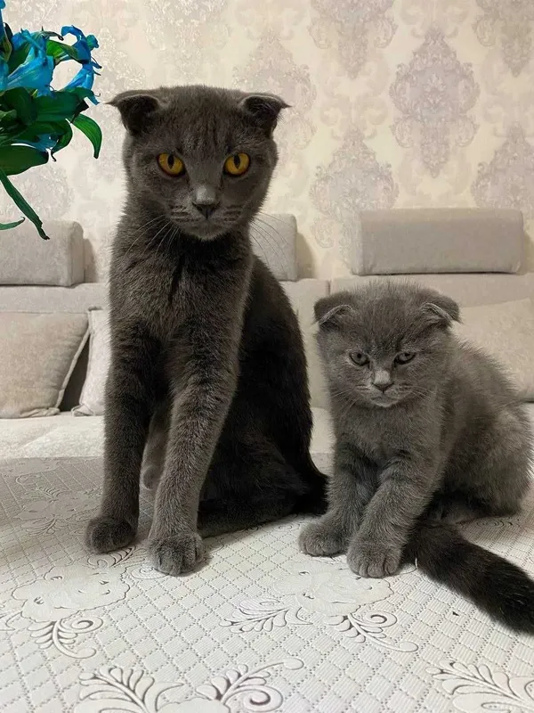 Продается пародистая кошка, мать и дочка — фото 4