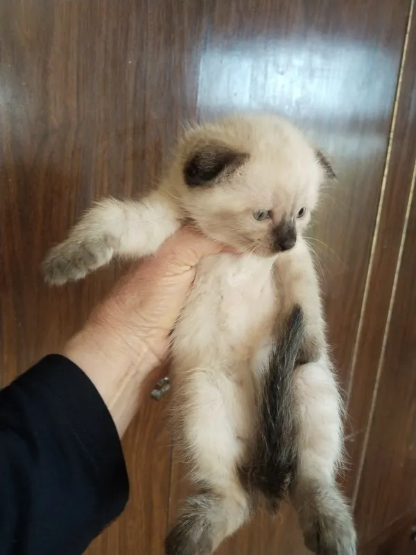 Продается котенок! — фото 6