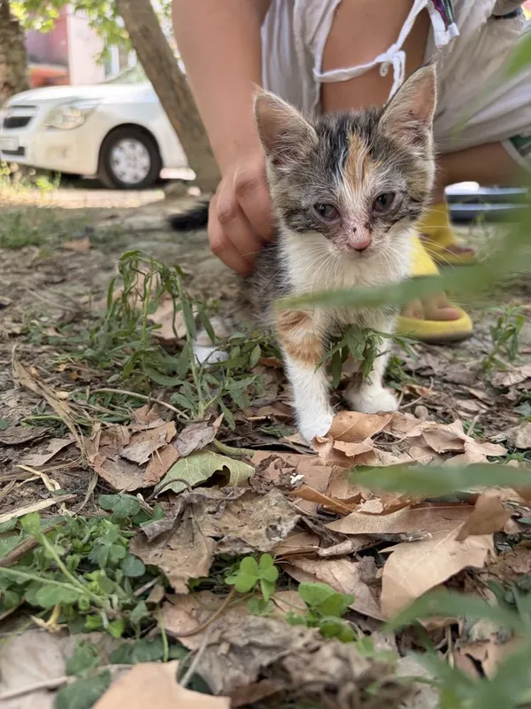 Срочно котята в добрые руки 2 Срочно котята в добрые руки 2