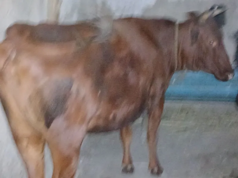 Qora mol 7 oydan buyon boqilgan ho'kiz va g'unojin 3