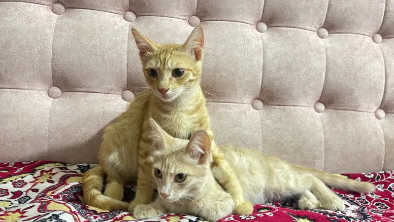 Котята в хорошие руки 1