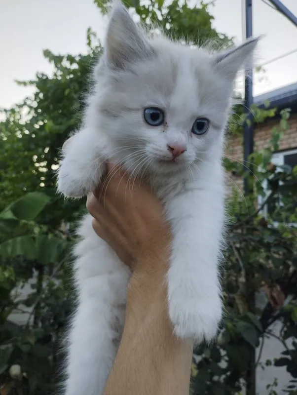 Ragdoll aralash urg‘ochi mushukcha