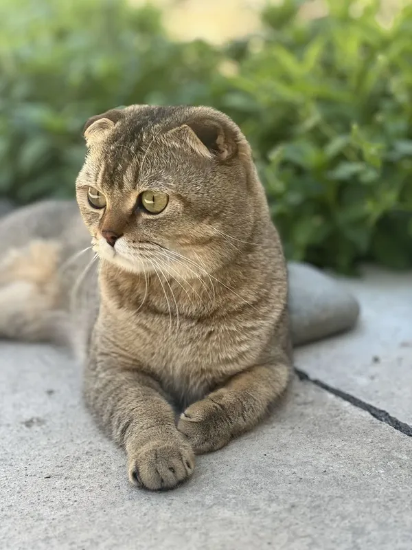 Приглашает на связку кот Скоттиш Фолд очень оптный — фото 2