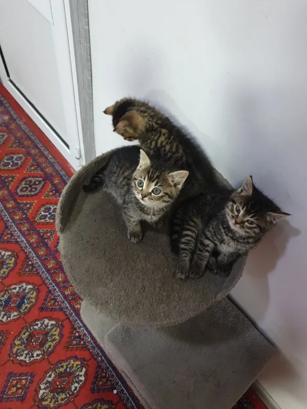 Отдам кошку с котятами — фото 5
