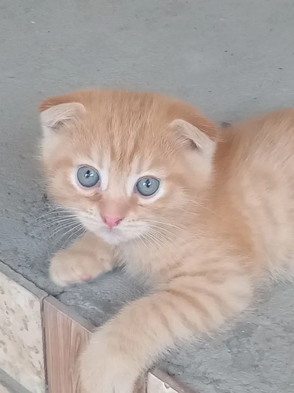 Продаётся котёнок