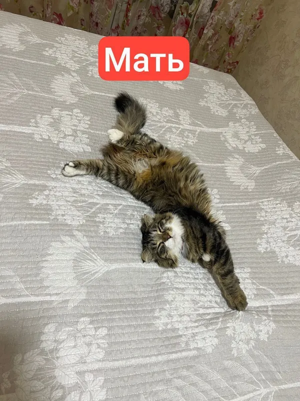 Продаются котята Scottish Fold и Straight 8