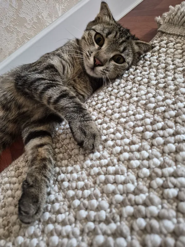 Котенок ищет своих мам и пап 1 Котенок ищет своих мам и пап 1