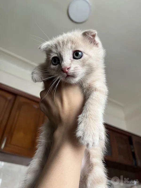 продам котят 111 1 продам котят 111 1