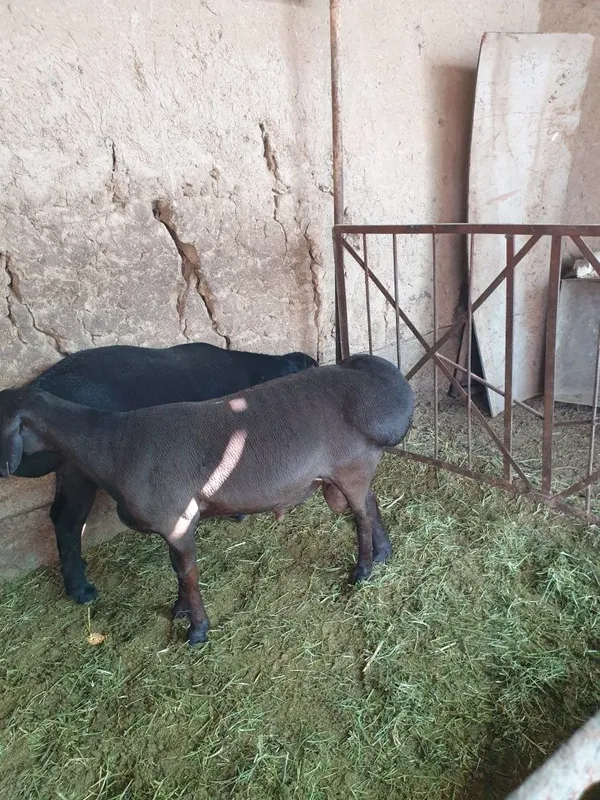 Qo'chqorlar sotiladi 4 Qo'chqorlar sotiladi 4