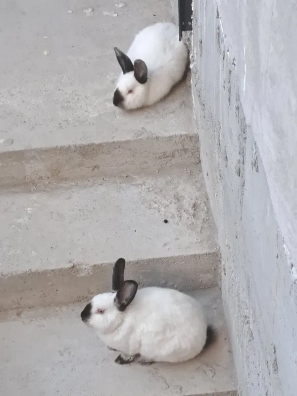 Quyon Kaliforniya 2ta bor 1