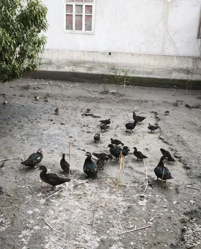 Продаются индюшки 3