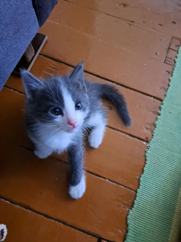 Отдадим котят в добрые руки 5 Отдадим котят в добрые руки 5