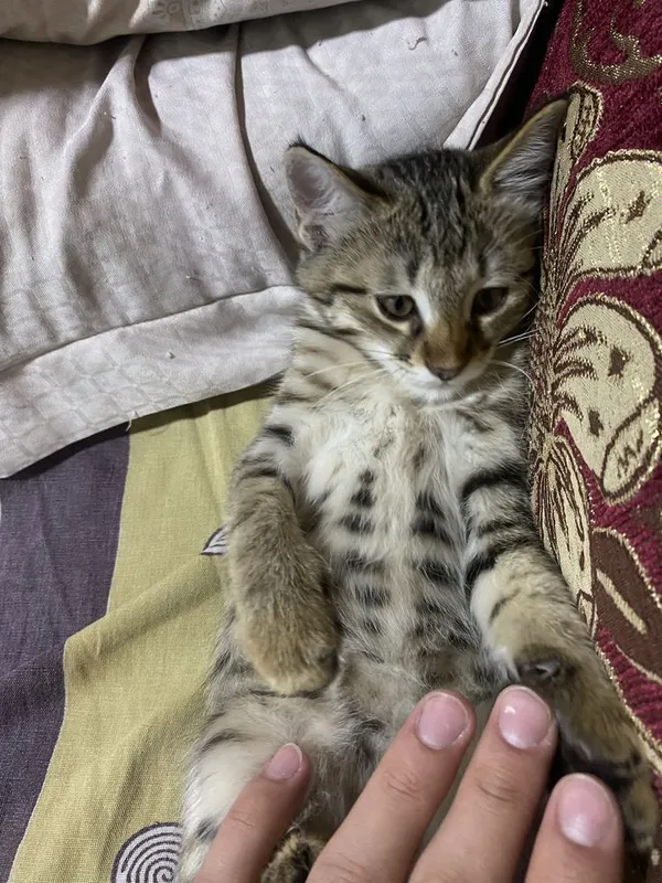 Отдам в хорошие руки 3 Отдам в хорошие руки 3