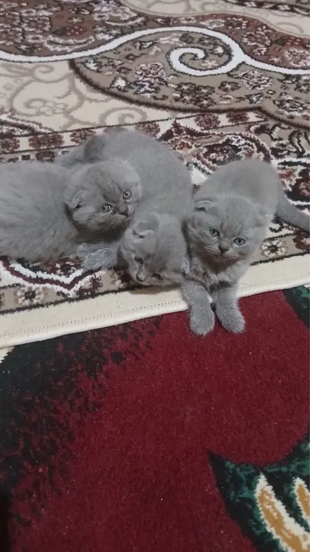 Scottish Fold zotli mushuk bolalari — фото 1